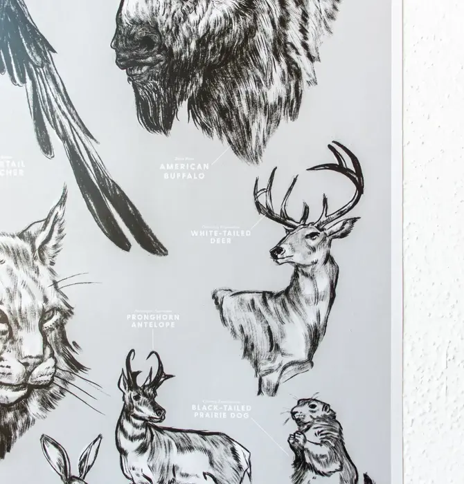 Art Print | Oklahoma Wildlife Chart
