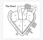 Art Print | Letterpress | Heart