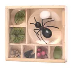 Toy | Magnifying Box | My Little Museum