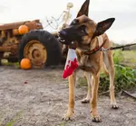 Dog Plush Toy | Halloween