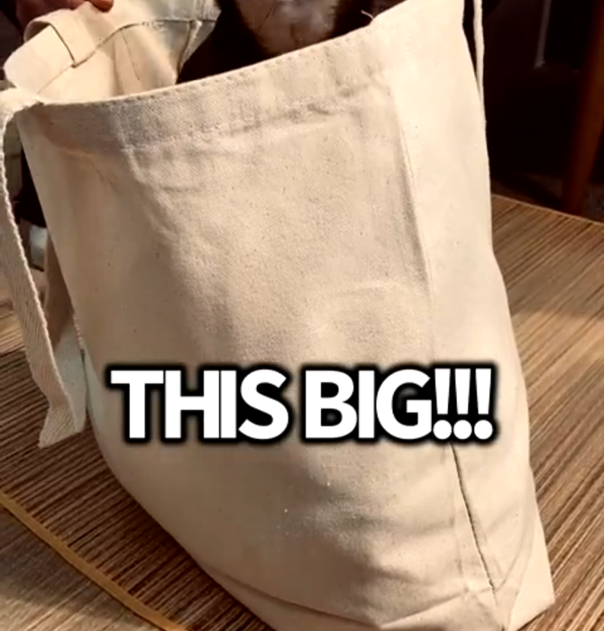 Bag | Canvas Tote | Cats