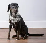 Pet Bandana Set of 3 | Plaid Medium
