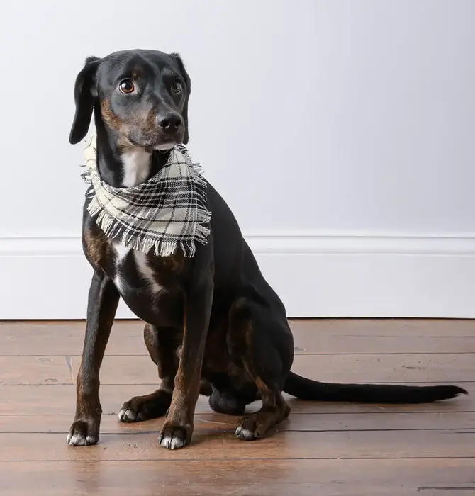 Pet Bandana Set of 3 | Plaid Medium