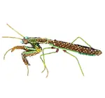 Brooch Pin | Green Mantis