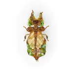 Brooch Pin | Giant Leaf Insect