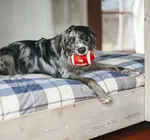 Dog Plush Toy | Football