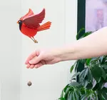 Mobile | Flying | Cardinal