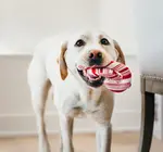 Dog Plush Toy | Holiday Classic