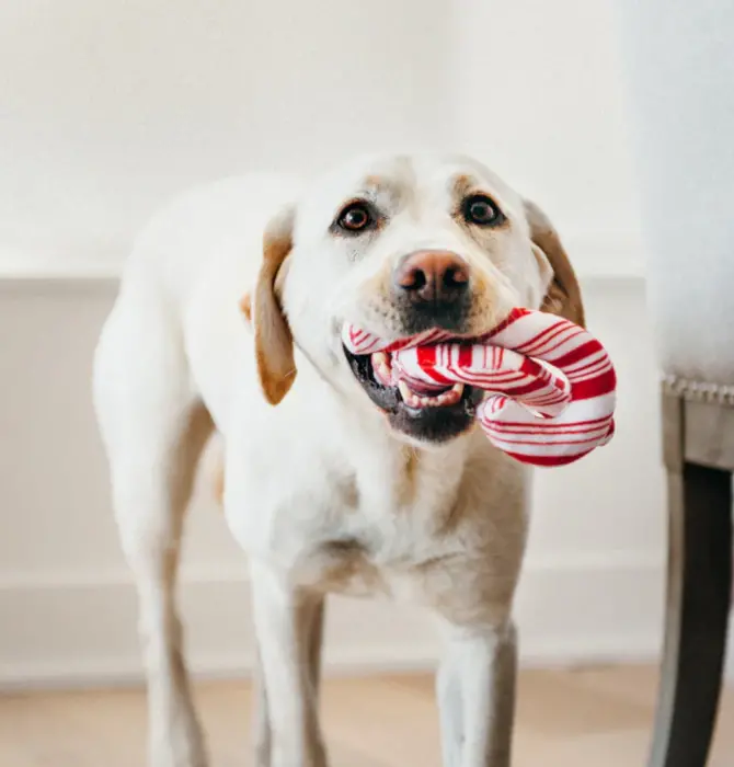 Dog Plush Toy | Holiday Classic