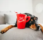 Dog Plush Toy | Holiday Classic