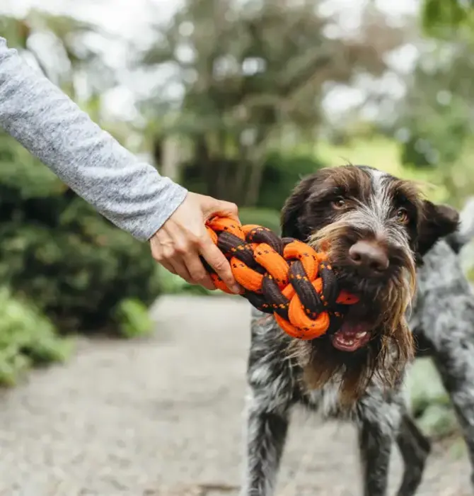 Dog Toy | Honeycomb Rope