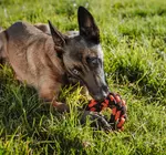 Dog Toy | Nova Rope | Ring