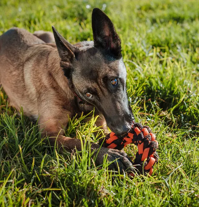Dog Toy | Nova Rope | Ring