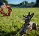 Dog Toy | Nova Rope | Ring