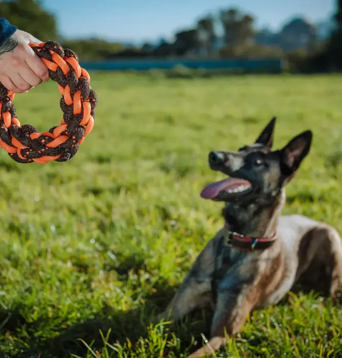 Dog Toy | Nova Rope | Ring