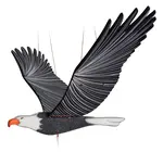 Mobile | Flying | American Bald Eagle