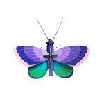 3D Insect Puzzle | Small Butterfly