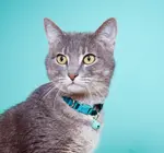 Cat Collar | Breakaway