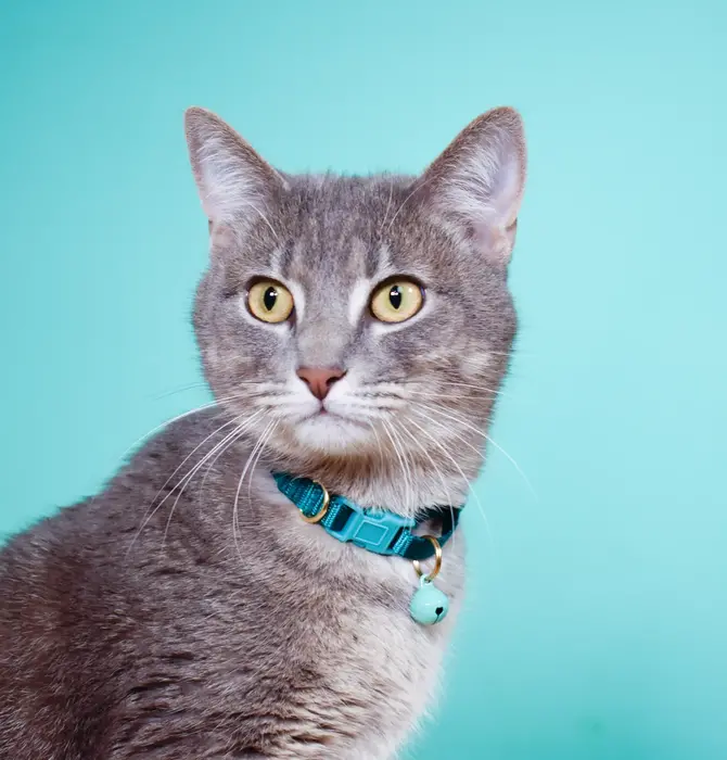 Cat Collar | Breakaway