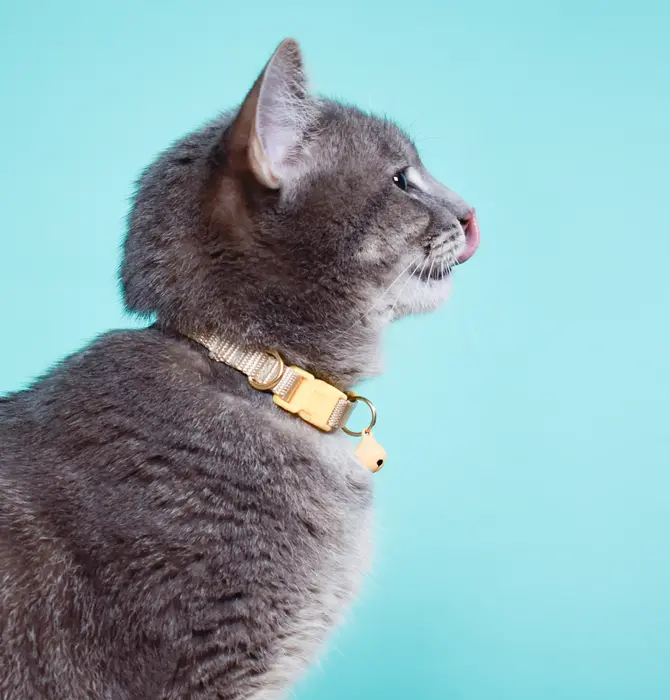 Cat Collar | Breakaway