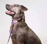 Dog Collar | Martingale | Merlot + Lilac