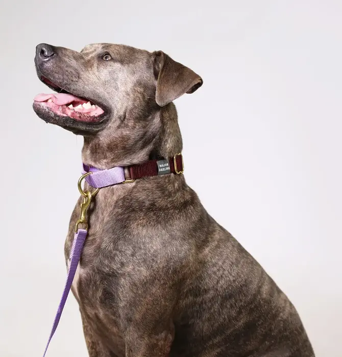 Dog Collar | Martingale | Merlot + Lilac