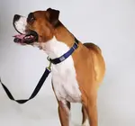 Dog Collar | Martingale | Navy + Forest
