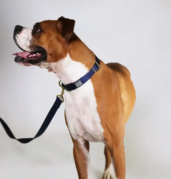 Dog Collar | Martingale | Navy + Forest
