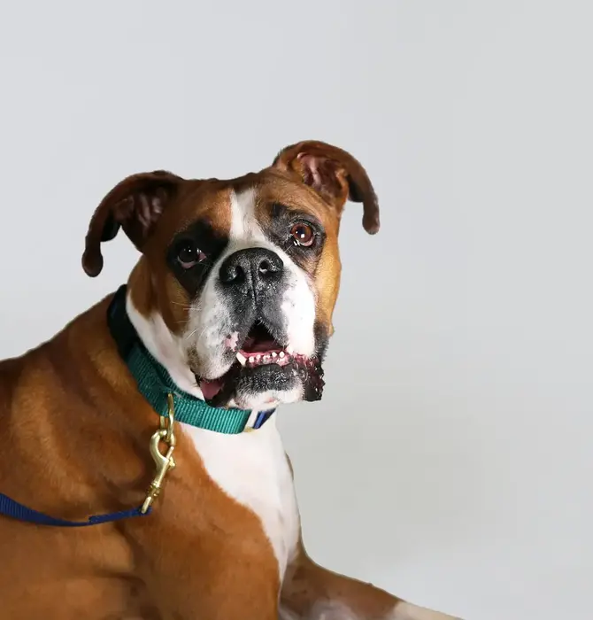 Dog Collar | Martingale | Navy + Forest