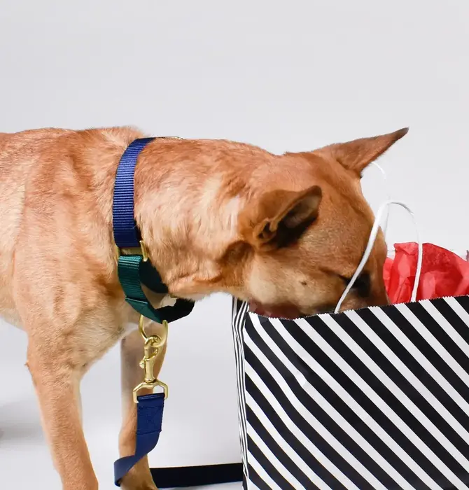 Dog Collar | Martingale | Navy + Forest