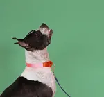 Dog Collar | Martingale | Pink + Orange