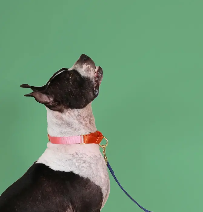 Dog Collar | Martingale | Pink + Orange