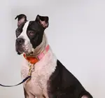 Dog Collar | Martingale | Pink + Orange