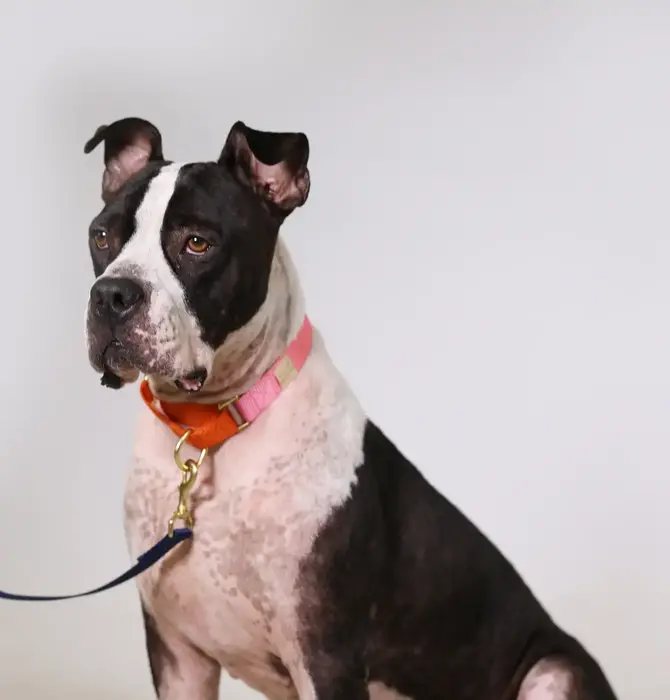Dog Collar | Martingale | Pink + Orange