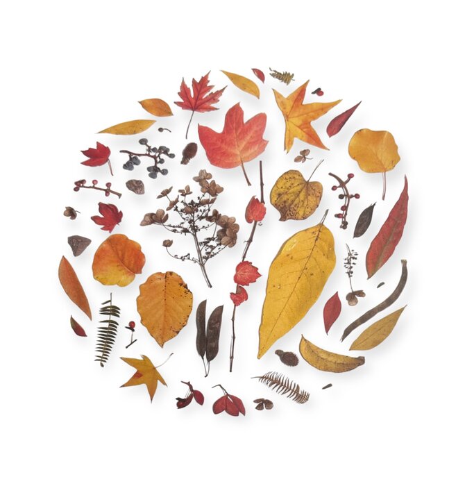 Art Print | Oklahoma Season