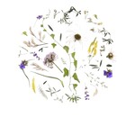 Art Print | Oklahoma Wildflowers