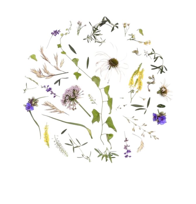 Art Print | Oklahoma Wildflowers