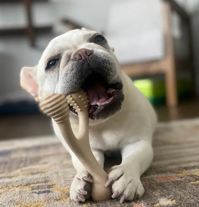 Dog Toy | Betterbone Medium Durable | Beef Flavor