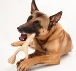 Dog Toy | Betterbone Medium Durable | Beef Flavor