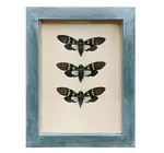 Wall Art | Shadowbox | Aqua Cicada Trio
