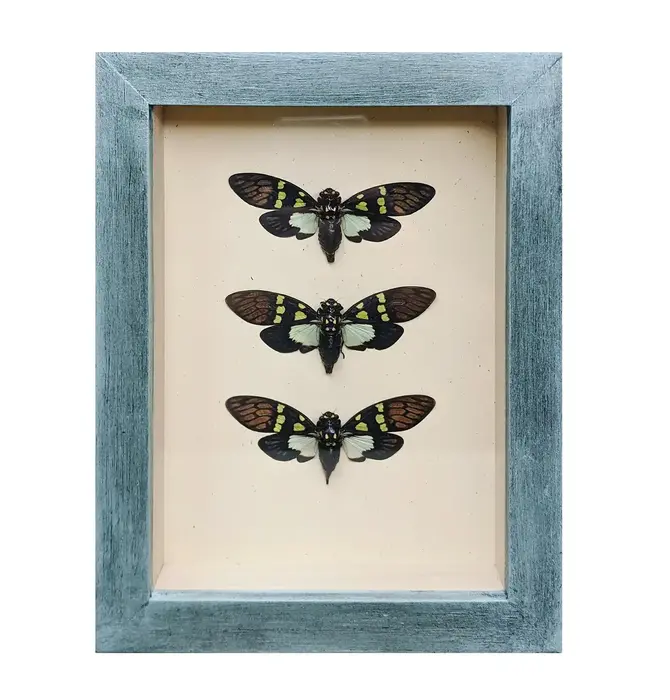 Wall Art | Shadowbox | Aqua Cicada Trio