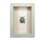 Wall Art | Shadowbox | Beyer's Scarab