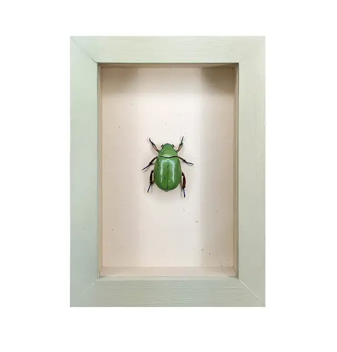 Wall Art | Shadowbox | Beyer's Scarab
