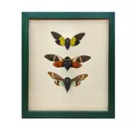 Wall Art | Shadowbox | Cicada Trio
