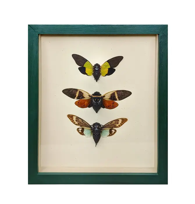 Wall Art | Shadowbox | Cicada Trio
