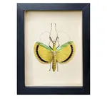 Wall Art | Shadowbox | Fancy Pants Stick Insect