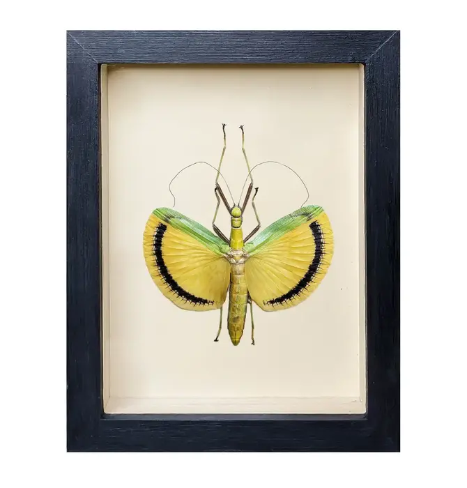 Wall Art | Shadowbox | Fancy Pants Stick Insect