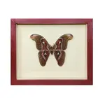 Wall Art | Shadowbox | Giant Atlas Moth