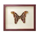 Wall Art | Shadowbox | Giant Atlas Moth