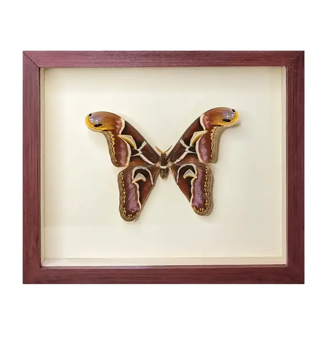 Wall Art | Shadowbox | Giant Atlas Moth